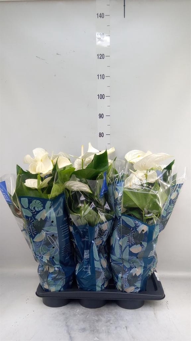 <h4>Anthurium 'Karma White'</h4>