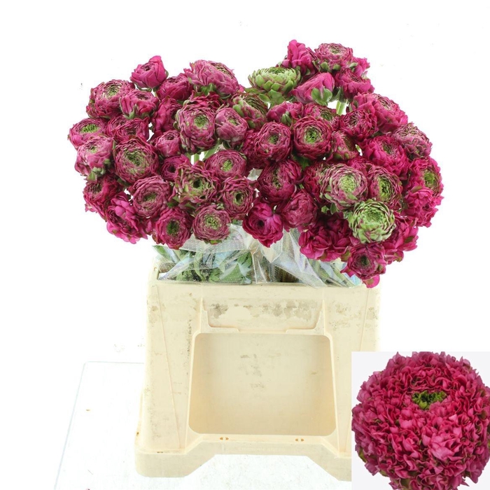 <h4>RAN PON PON ALADDIN</h4>