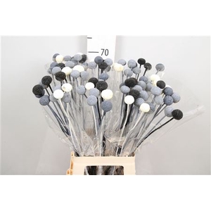 DRIED FLOWERS - CRASPEDIA METAL MIX 10PCS