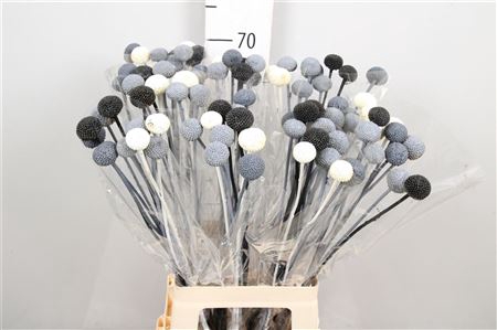 DRIED FLOWERS - CRASPEDIA METAL MIX 10PCS