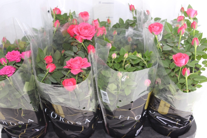 <h4>ROSEIRA MINI P13</h4>