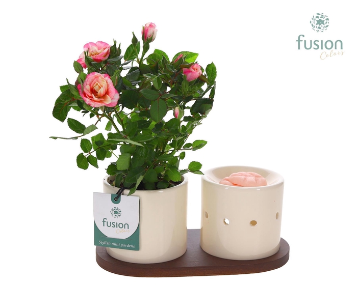 <h4>Fusion Scents keramiek Gift set plankje met Potroos</h4>