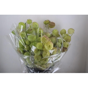 Asclepia Moby Dick Super P Bunch