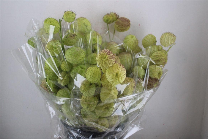 <h4>Asclepia Moby Dick Super P Bunch</h4>