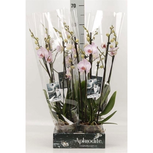 Phalaenopsis  'Harmony'