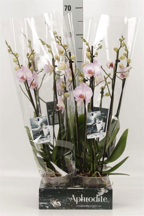 <h4>Phalaenopsis  'Harmony'</h4>