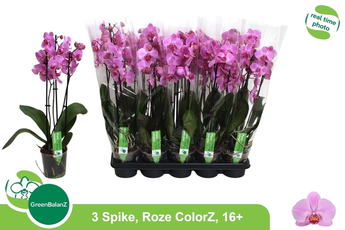 <h4>PHAL OV ROZE</h4>