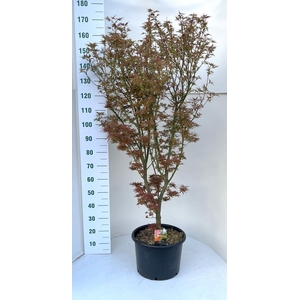 ACER PA JER SCHWARTZ