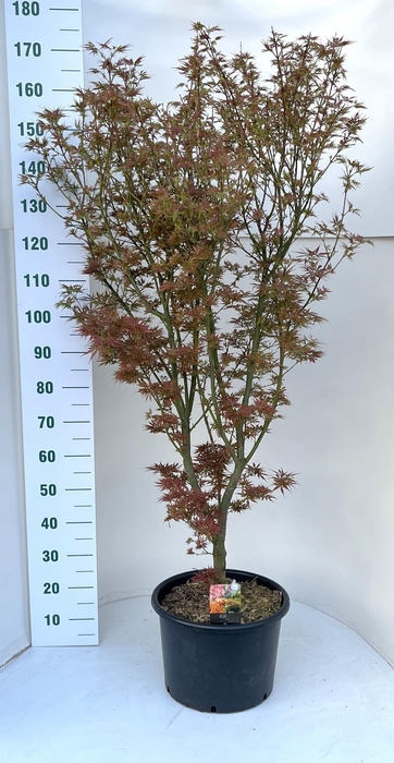 <h4>ACER PA JER SCHWARTZ</h4>