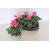 Cyclamen Super Serie XL Neon Pink