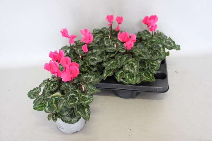 Cyclamen Super Serie XL Neon Pink