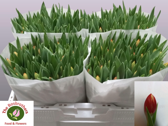 <h4>TU EN LEEN VD MARK</h4>