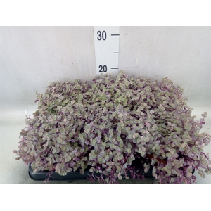 Callisia repens 'Rosato'