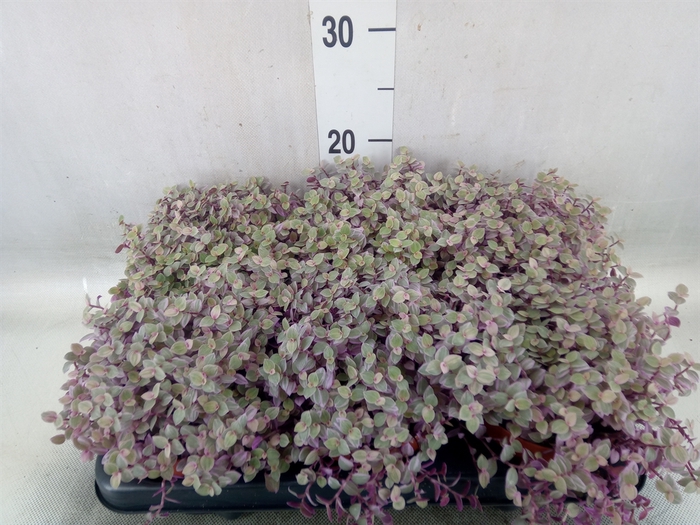 <h4>Callisia repens 'Rosato'</h4>