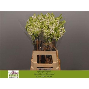 Syr V Mme Fl Stepman