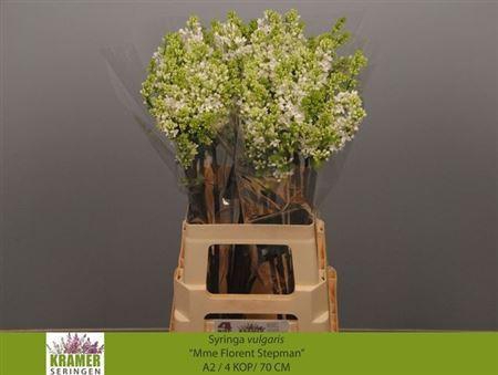 <h4>Syr V Mme Fl Stepman</h4>