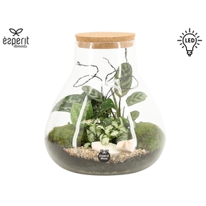 90909: Terrarium arrangement