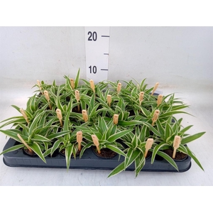 Chlorophytum com. 'Ocean'