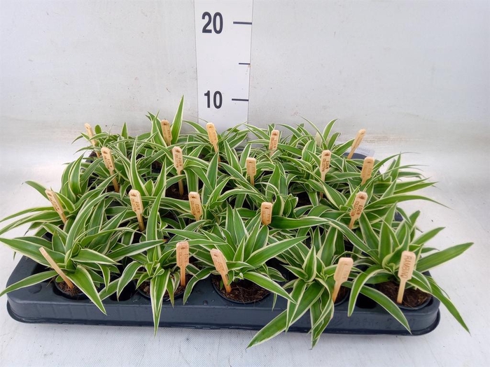 <h4>Chlorophytum com. 'Ocean'</h4>