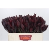 Leucadendron Saf Sunset Dark R.