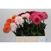 Dahlia Gemengd in fust