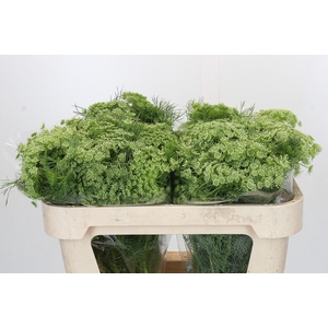 Ammi Visnaga
