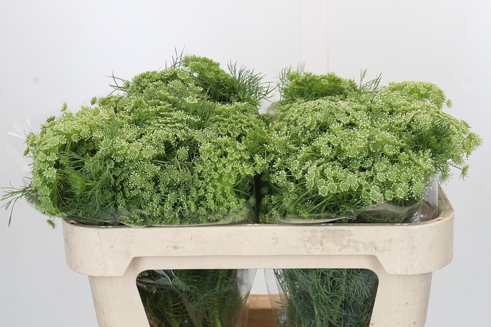 Ammi Visnaga