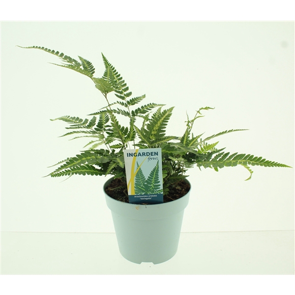 <h4>Arachnoides aristata Variegata</h4>