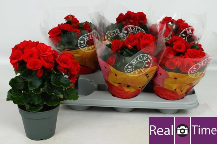 <h4>BEG DU BALADIN</h4>