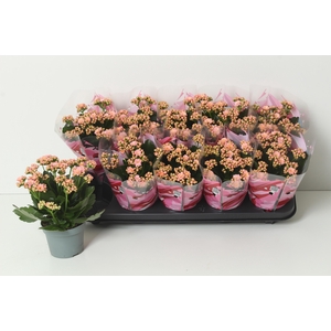 KAL GE PERFECTA PINK