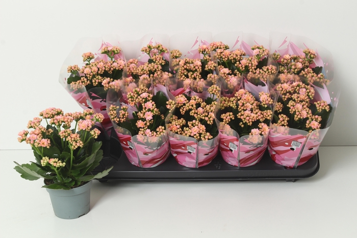 <h4>KAL GE PERFECTA PINK</h4>