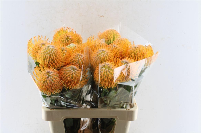 <h4>Leuco Co Soleil</h4>