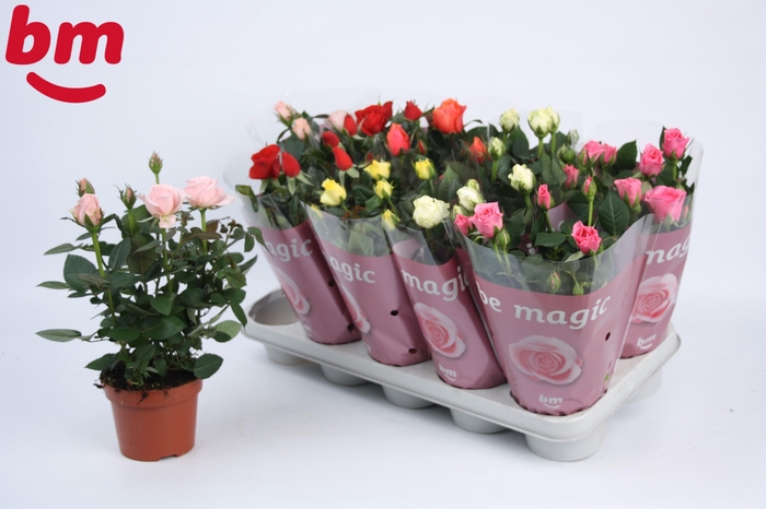 <h4>Rosa Beau Monde gemengd 12 cm</h4>