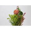 BQ Banksia Coccinea SFB