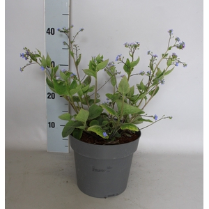 vaste planten 19 cm  Brunnera macrophylla