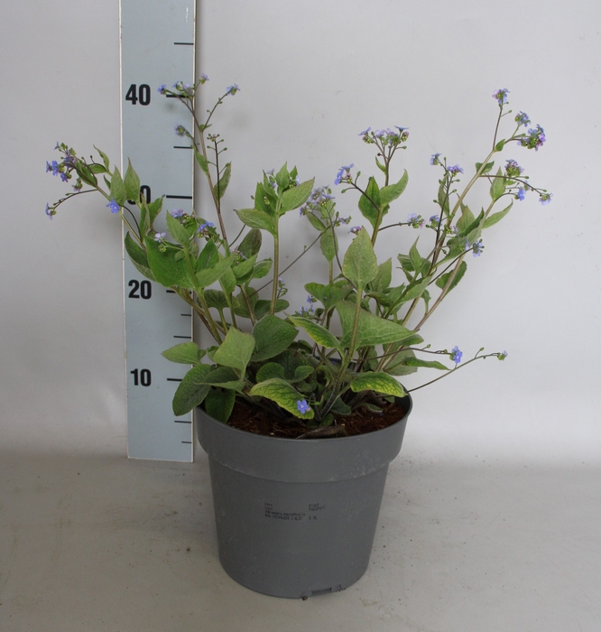 vaste planten 19 cm  Brunnera macrophylla