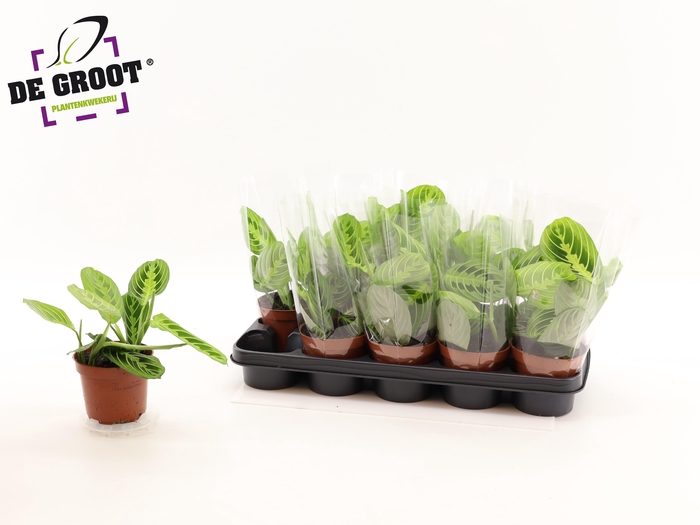 <h4>MARANTA LEMON</h4>