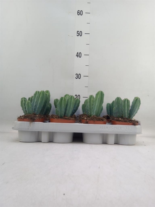 <h4>Cereus   ...</h4>