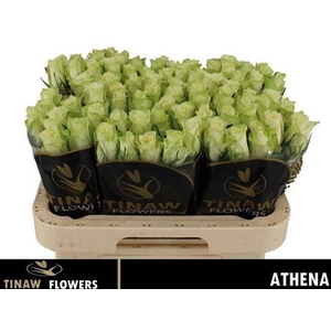 R Gr Athena