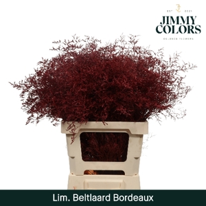 Lim Bel L70 Bordeaux