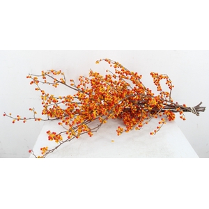 CELAS SC NICO BES 65CM SUPERDEAL