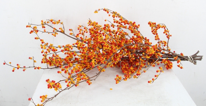 <h4>CELAS SC NICO BES 65CM SUPERDEAL</h4>