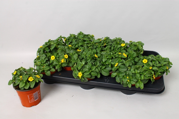 <h4>SANV YELLOW BEAUTY</h4>