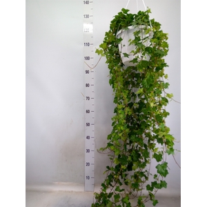 Hedera helix 'Pittsburgh'