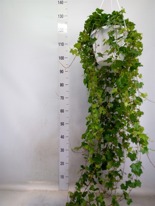 <h4>Hedera helix 'Pittsburgh'</h4>