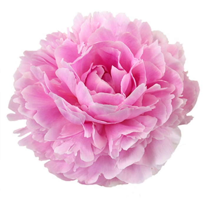 <h4>Paeonia Sarah Bernhardt</h4>