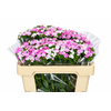 Dianthus Br Amazon Rose Magic