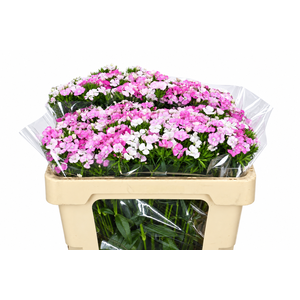 Dianthus Br Amazon Rose Magic