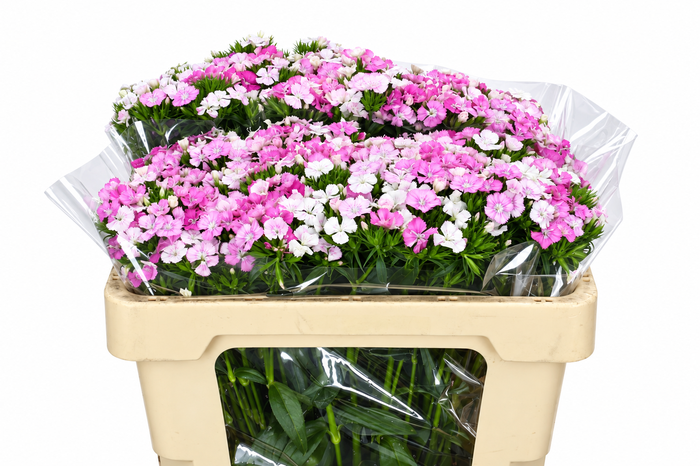 <h4>Dianthus Br Amazon Rose Magic</h4>