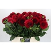 Dahlia Cognac Brandy